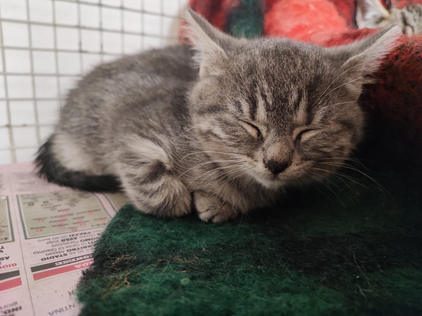 Adotta un gatto, maschio, 3 mesi, Milano