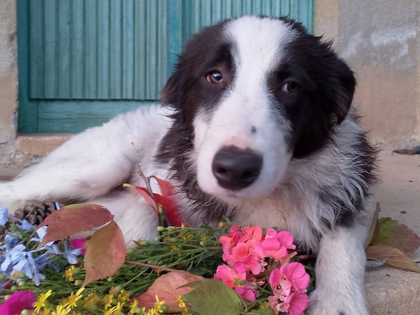 Adotta il cane NUMA a Catanzaro