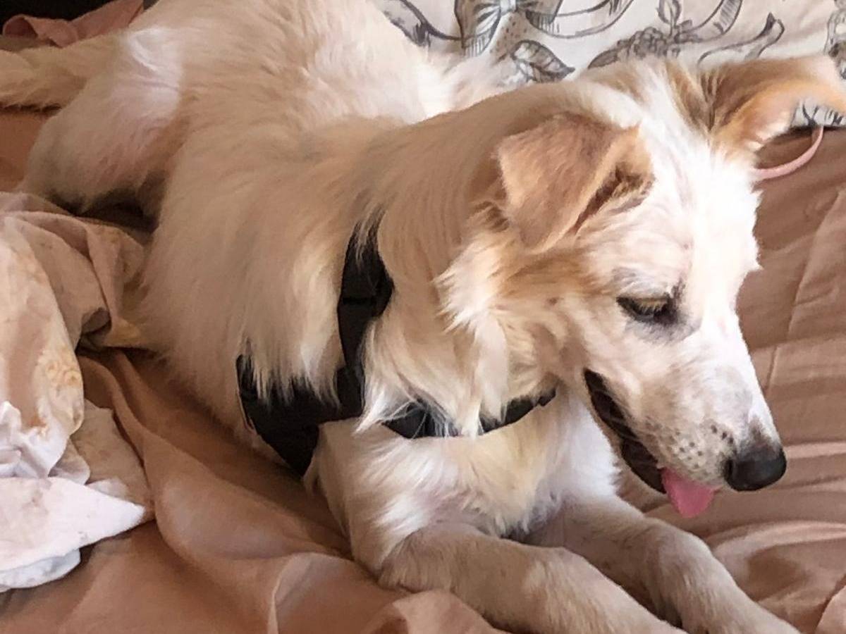 Adotta un cane, taglia media, femmina, Milano