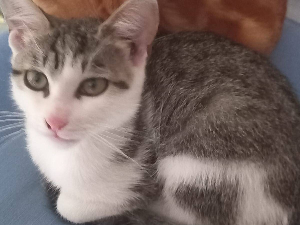 Adozione gatto, femmina, Razza sconosciuta Razza sconosciuta, 4 mesi, taglia non valida, Napoli