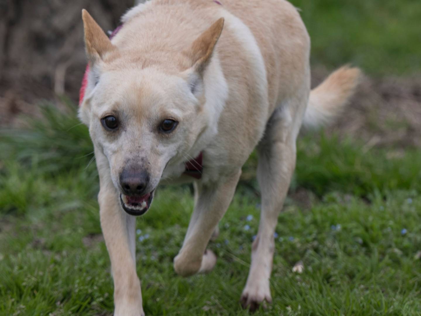 Adotta il cane DARTY a Milano