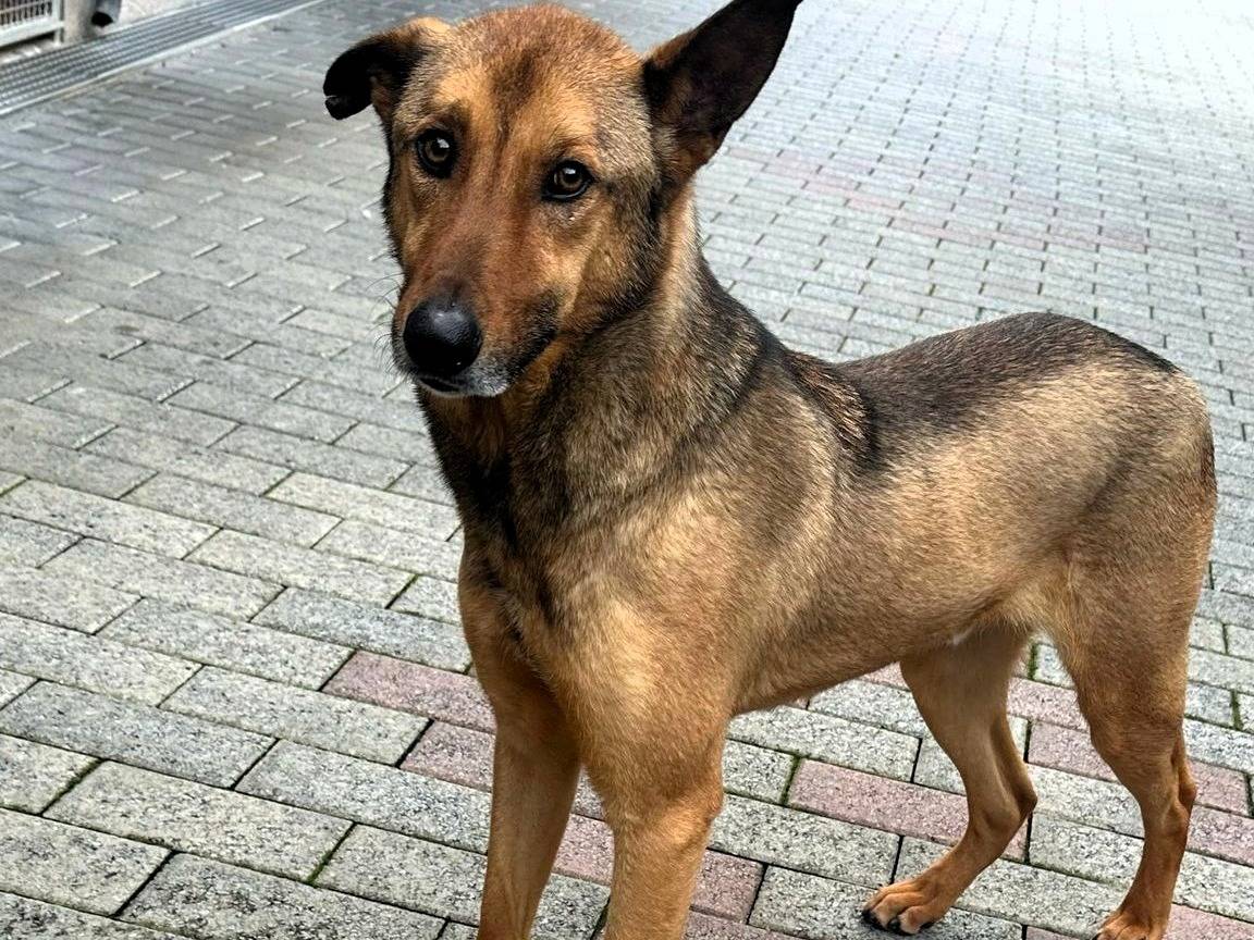 Adozione cane, maschio, Razza sconosciuta Razza sconosciuta, 3 anni e 8 mesi, taglia media, Milano