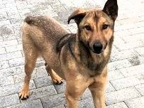 Vuoi adottare un cane a Milano?