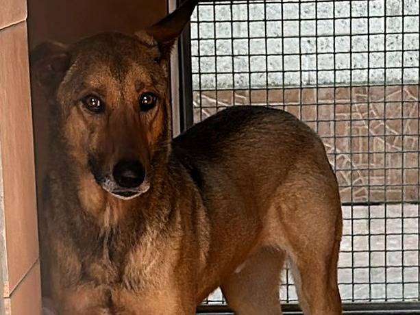 Adotta il cane ULISSE a Milano