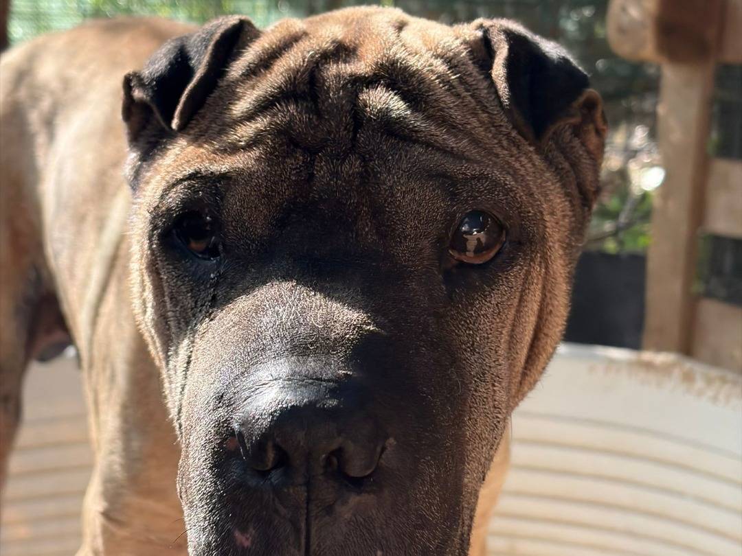Adozione cane, maschio, Shar Pei Razza sconosciuta, 10 anni e 10 mesi, taglia media, Bari