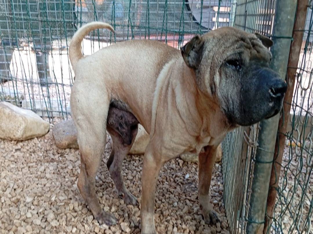Adotta un cane, taglia media, maschio, Bari