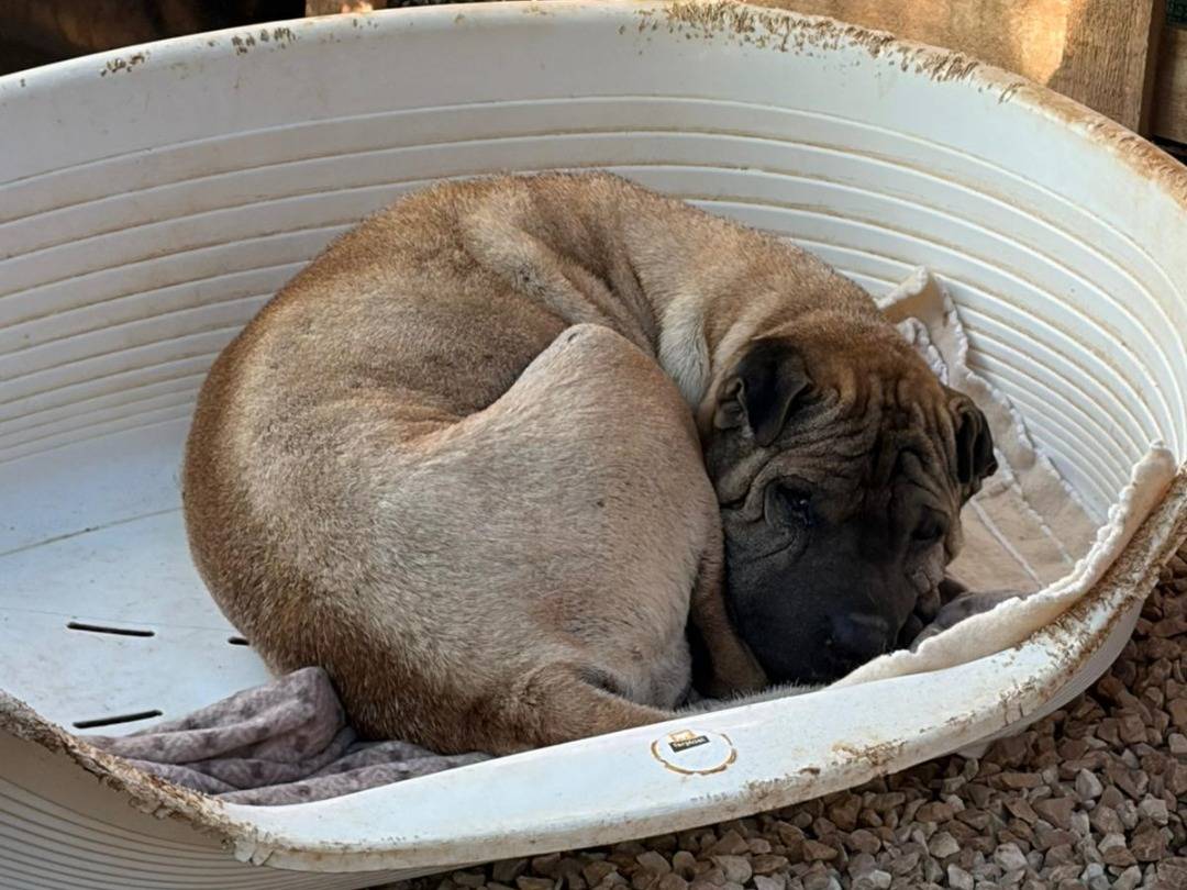 Vuoi adottare un cane a Bari?