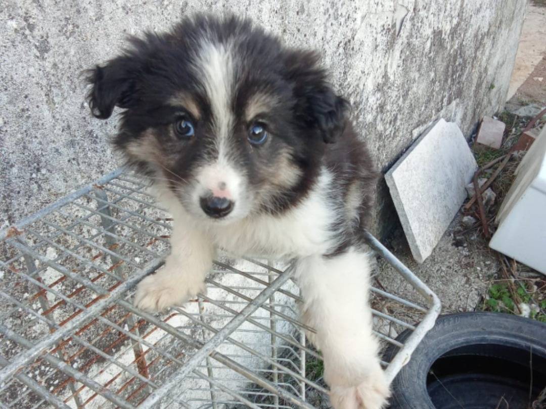 Adozione cane, femmina, Razza sconosciuta Razza sconosciuta, 4 mesi, taglia media, Avellino