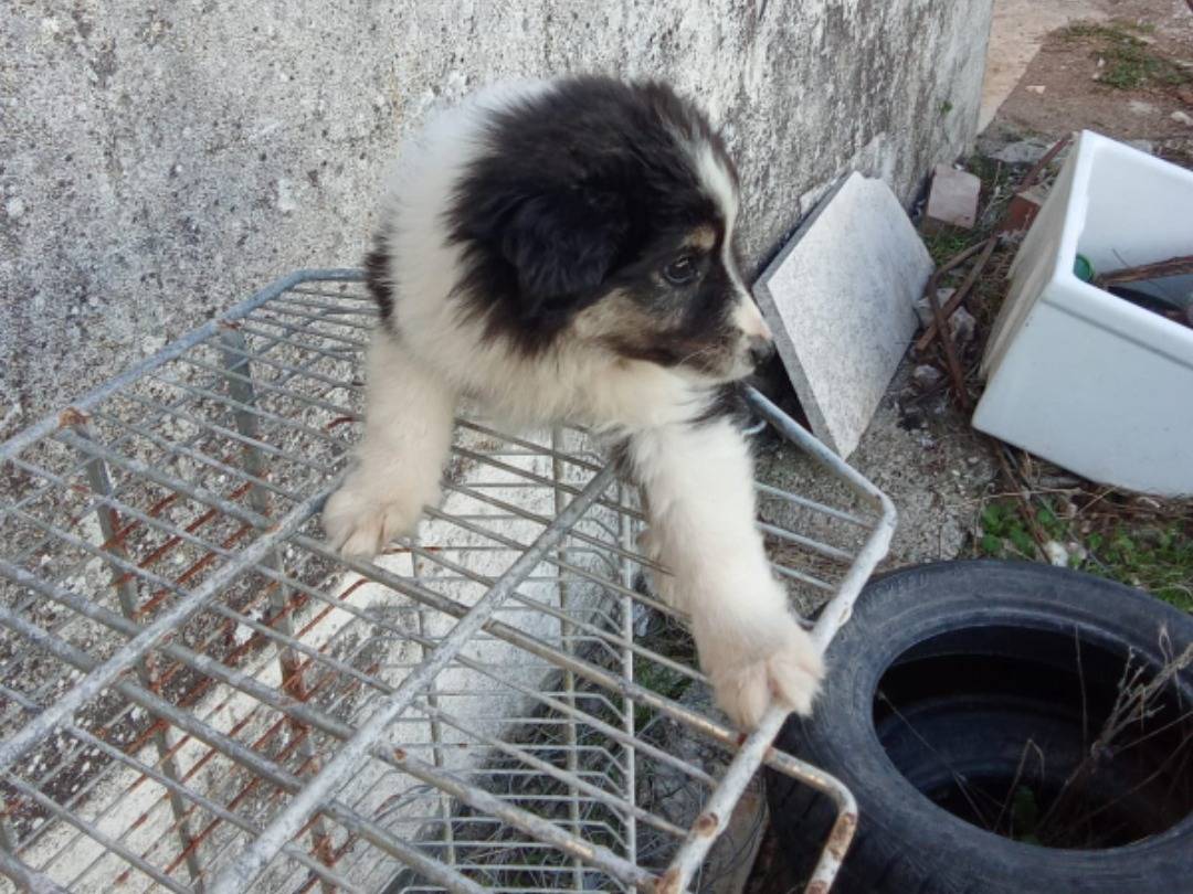 Adotta un cane, femmina, 4 mesi, Avellino