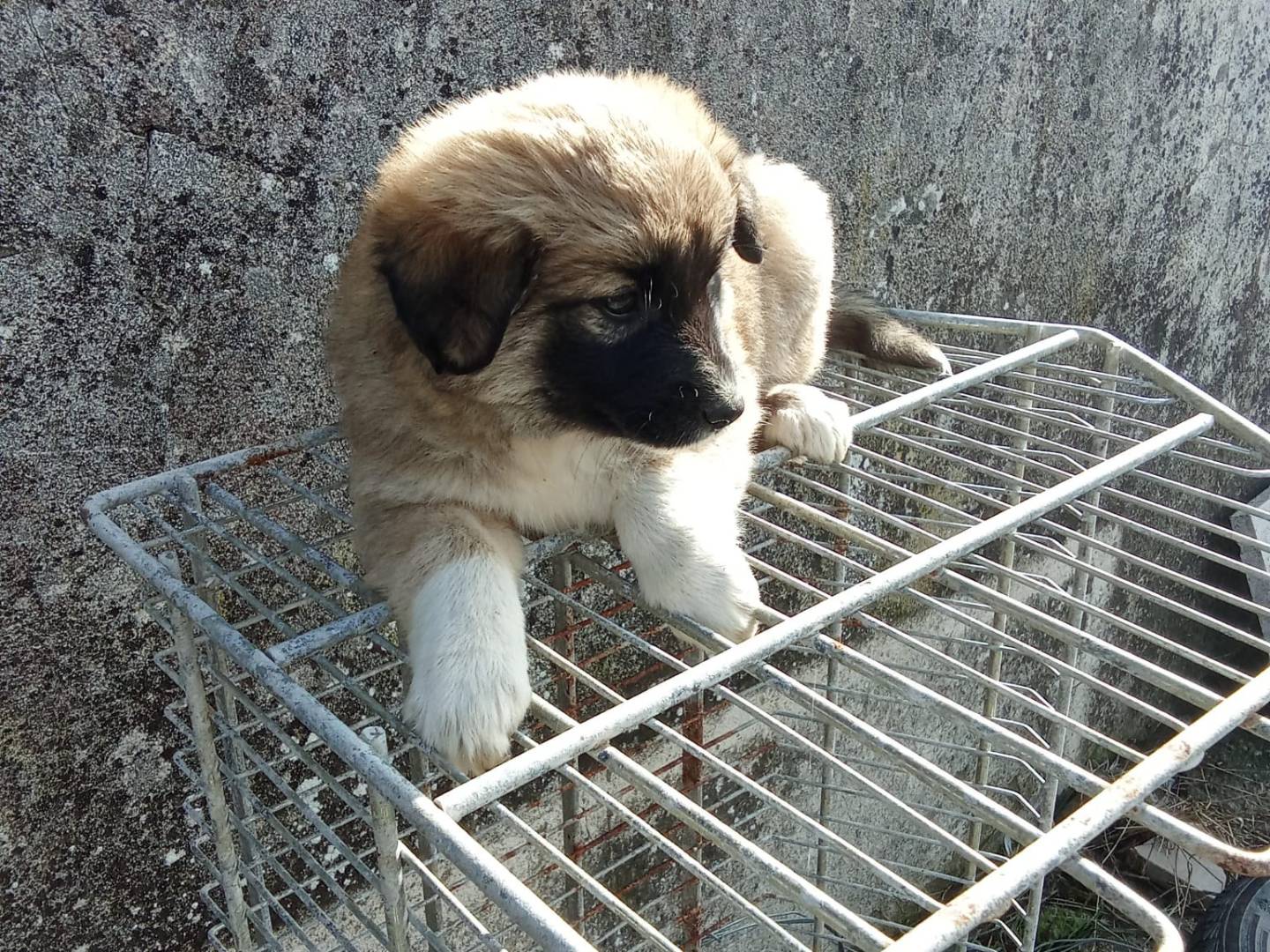 Adotta un cane, femmina, 4 mesi, Avellino