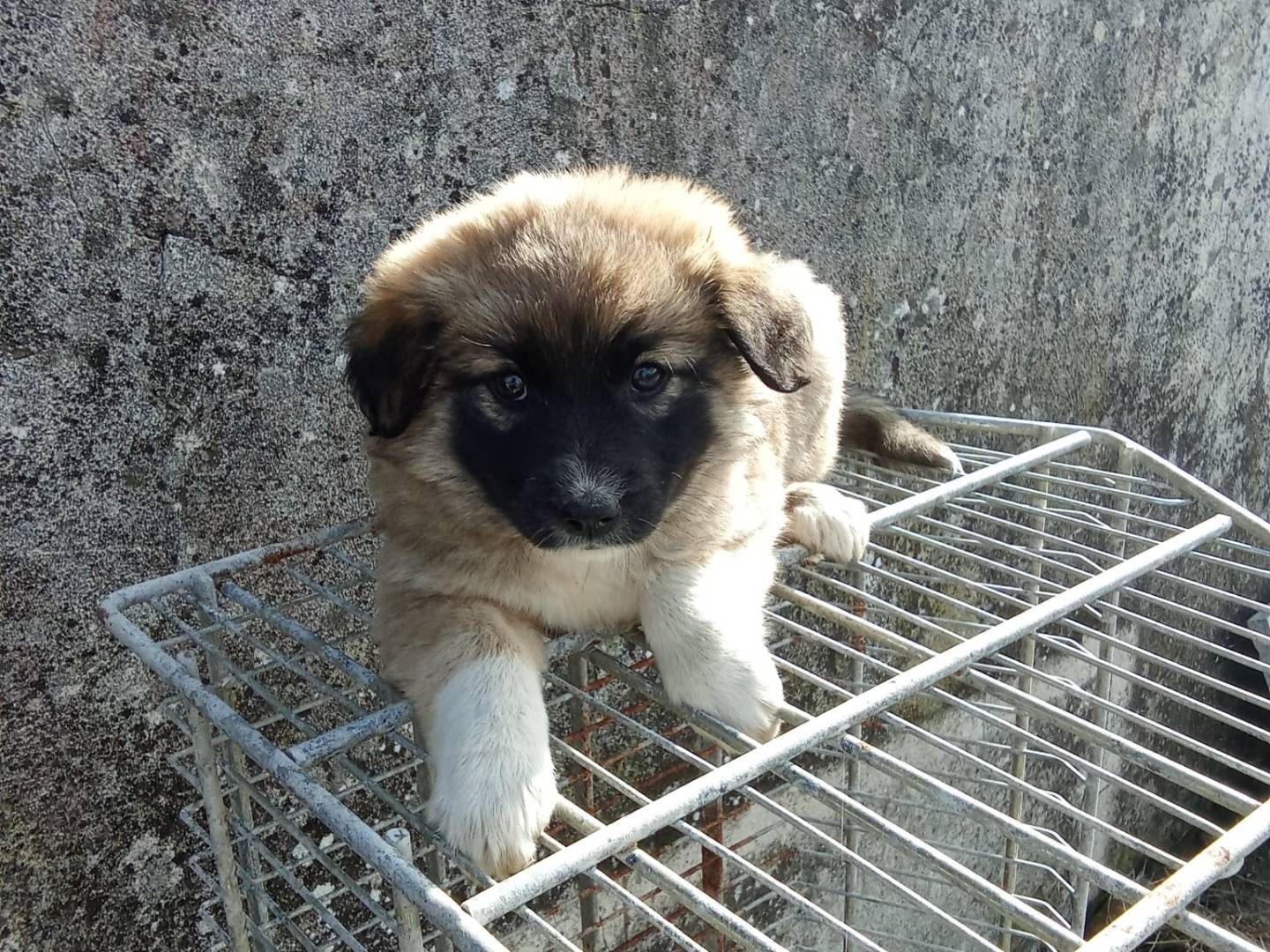 Vuoi adottare un cane a Avellino?