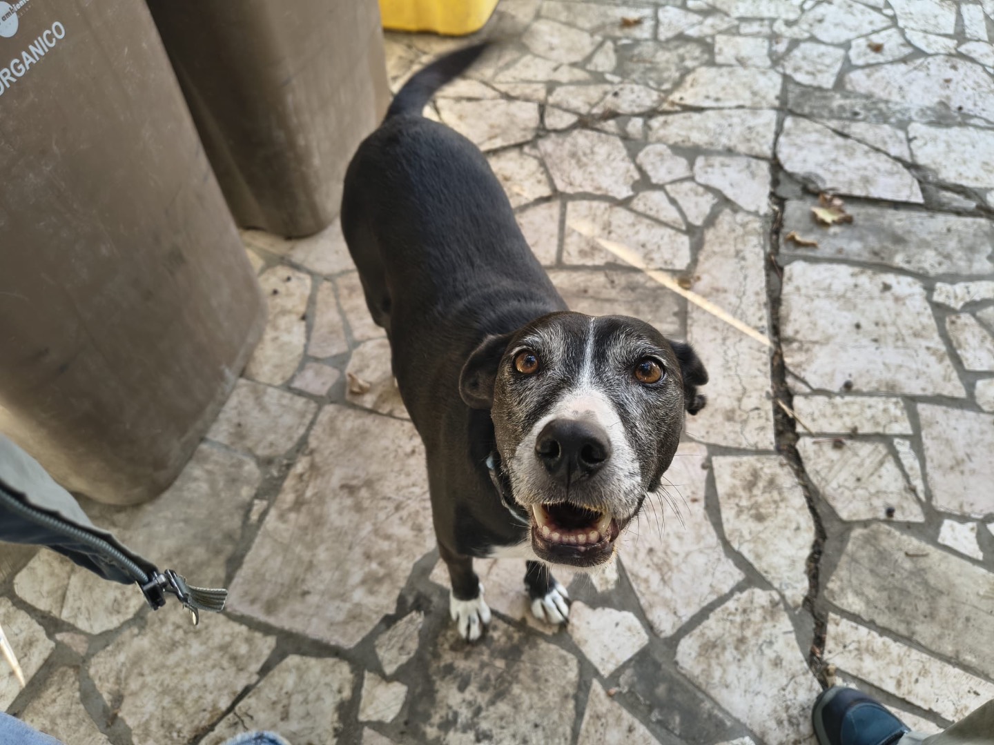 Adozione cane, femmina, Razza sconosciuta Razza sconosciuta, 12 anni e 1 mese, taglia media, Teramo