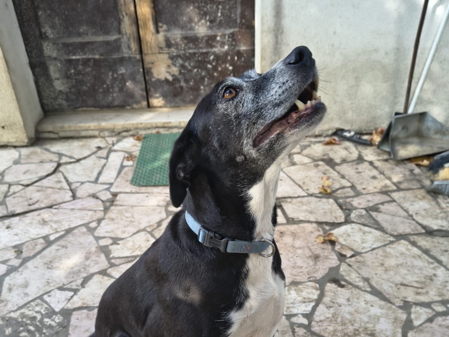 Adotta un cane, femmina, 12 anni e 1 mese, Teramo