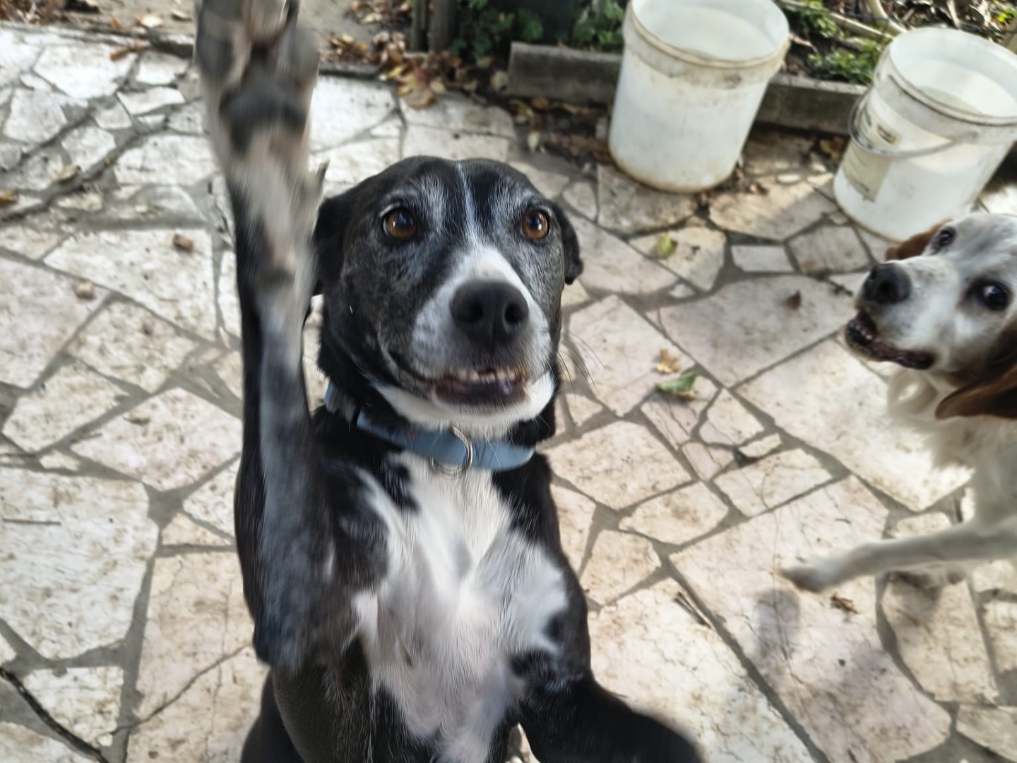 Adotta un cane, taglia media, femmina, Teramo