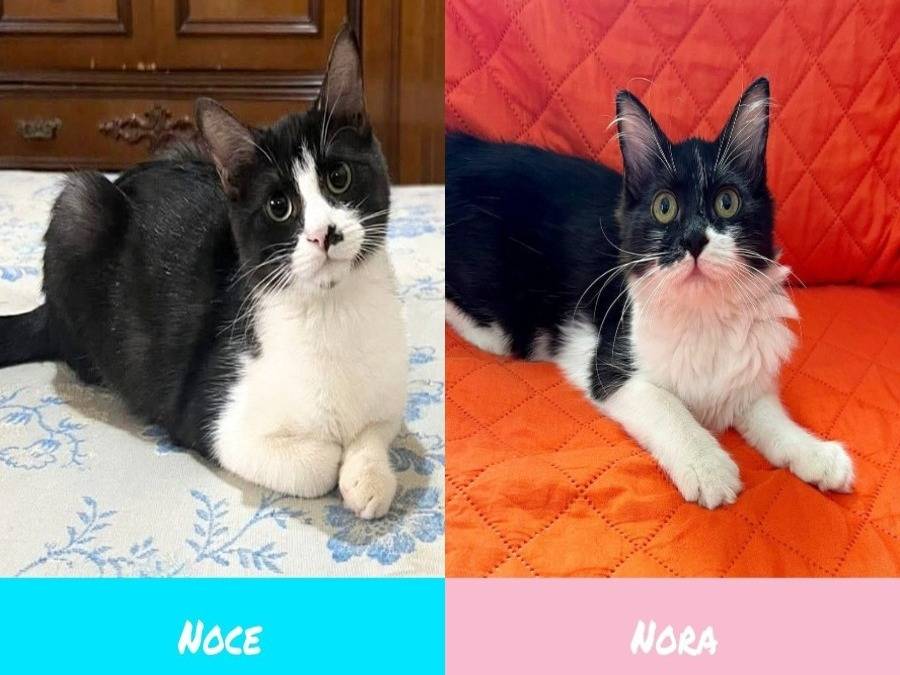 Adozione gatto, maschio, Razza sconosciuta Razza sconosciuta, 6 mesi, taglia non valida, Catanzaro