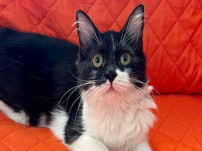 Adotta un gatto, taglia non valida, maschio, Catanzaro