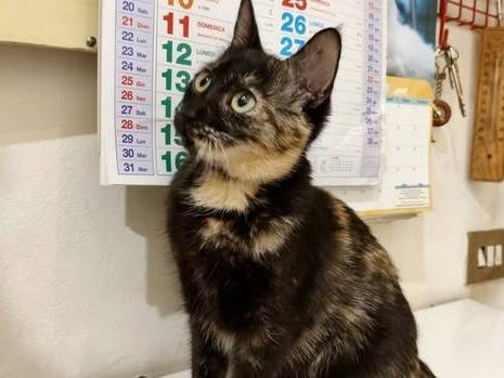 Adozione gatto, femmina, Razza sconosciuta Razza sconosciuta, 5 mesi, taglia non valida, Torino