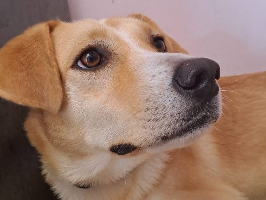 Adozione cane, maschio, Razza sconosciuta Razza sconosciuta, 3 anni e 9 mesi, taglia media, Pescara