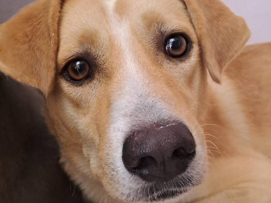 Adotta un cane, maschio, 3 anni e 9 mesi, Pescara