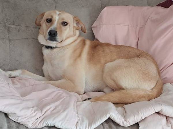 Adotta un cane, taglia media, maschio, Pescara