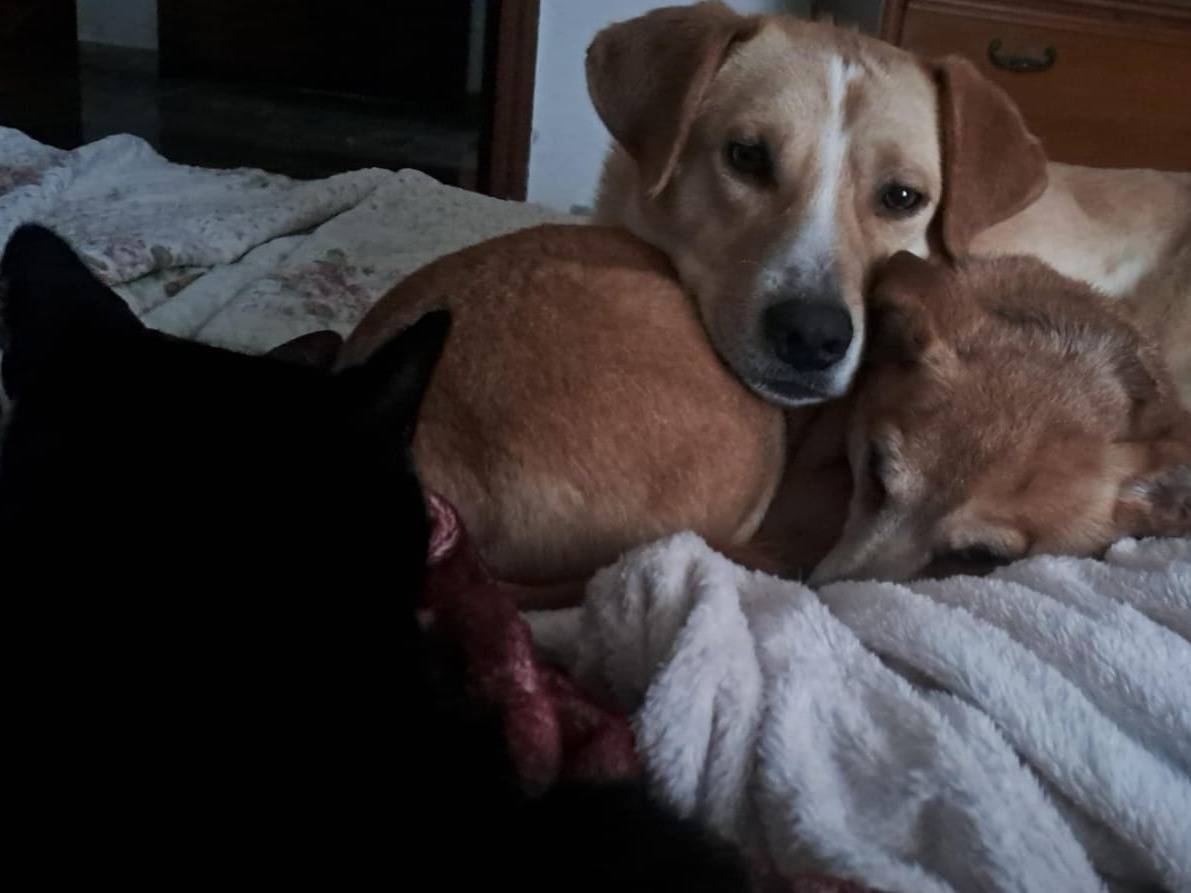 Vuoi adottare un cane a Pescara?