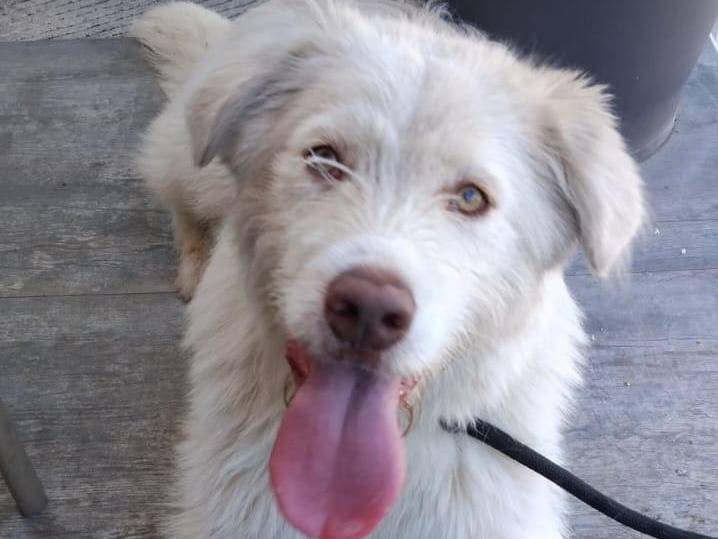 Adozione cane, maschio, Razza sconosciuta Razza sconosciuta, 1 anno, taglia media, Rieti