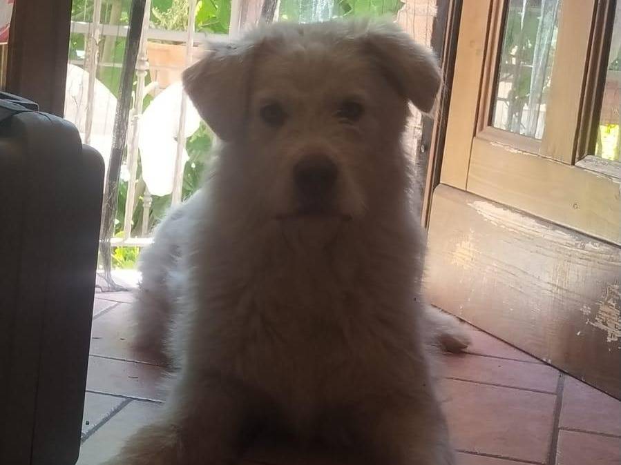 Adotta un cane, maschio, 1 anno, Rieti