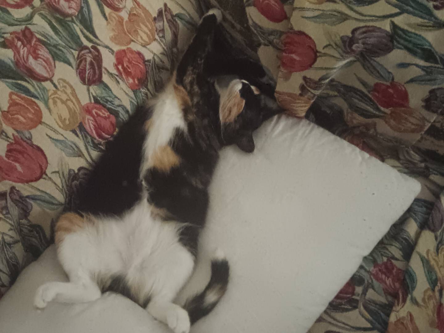 Adozione gatto, femmina, Razza sconosciuta Razza sconosciuta, 3 anni e 9 mesi, taglia non valida, Napoli