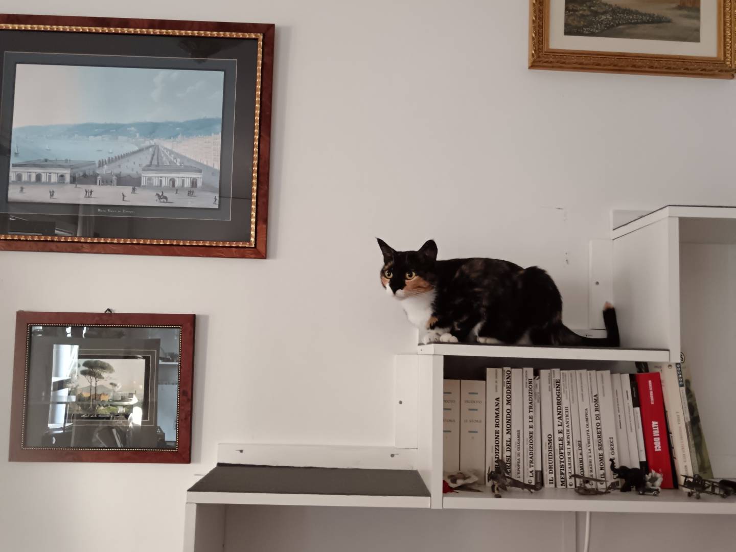 Adotta un gatto, femmina, 3 anni e 9 mesi, Napoli