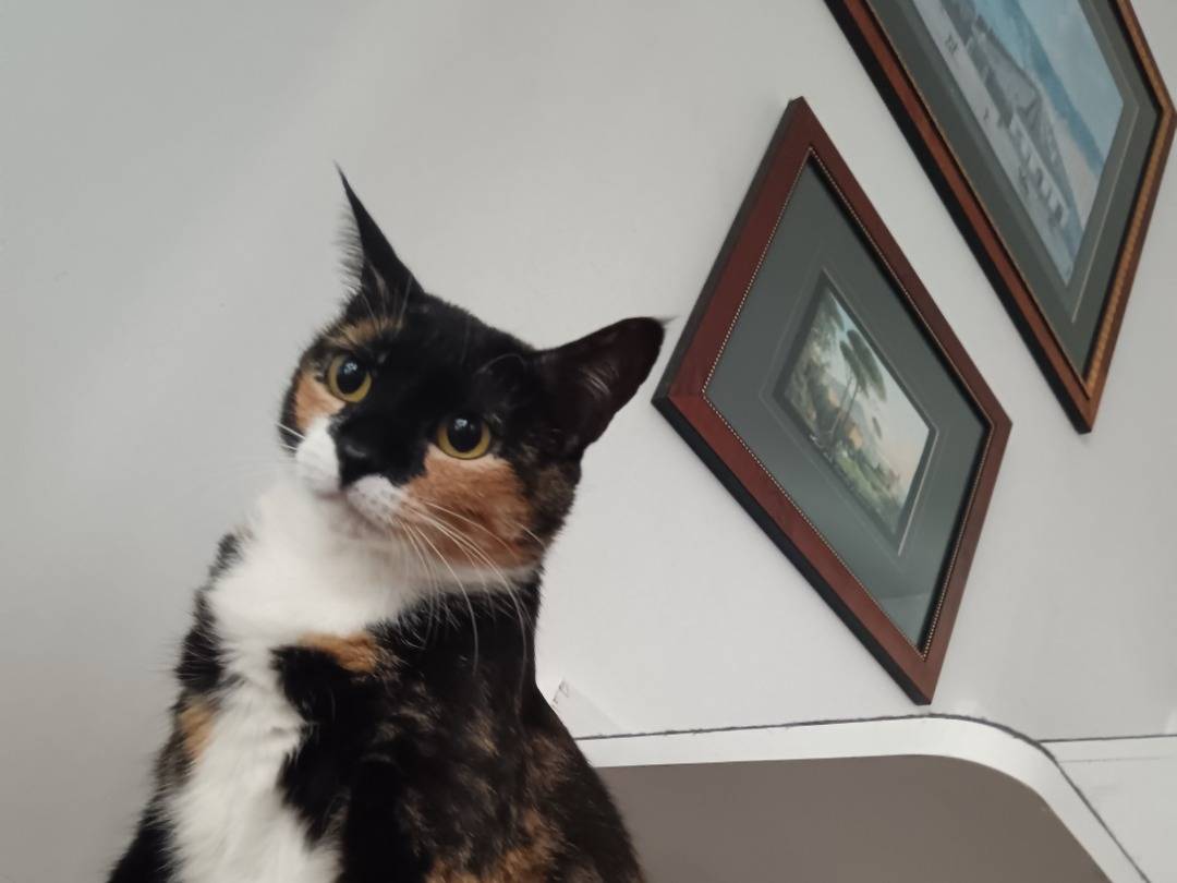 Adotta un gatto, taglia non valida, femmina, Napoli