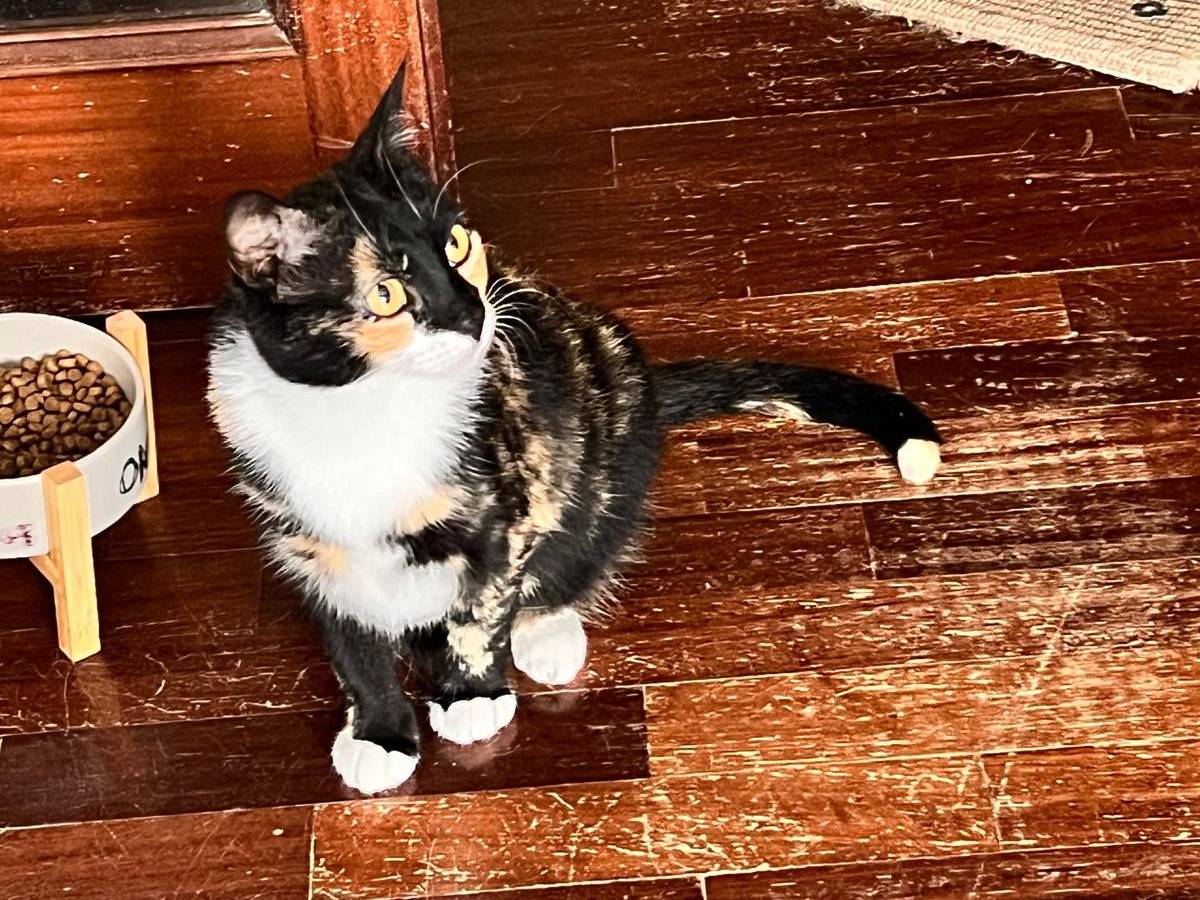 Vuoi adottare un gatto a Napoli?