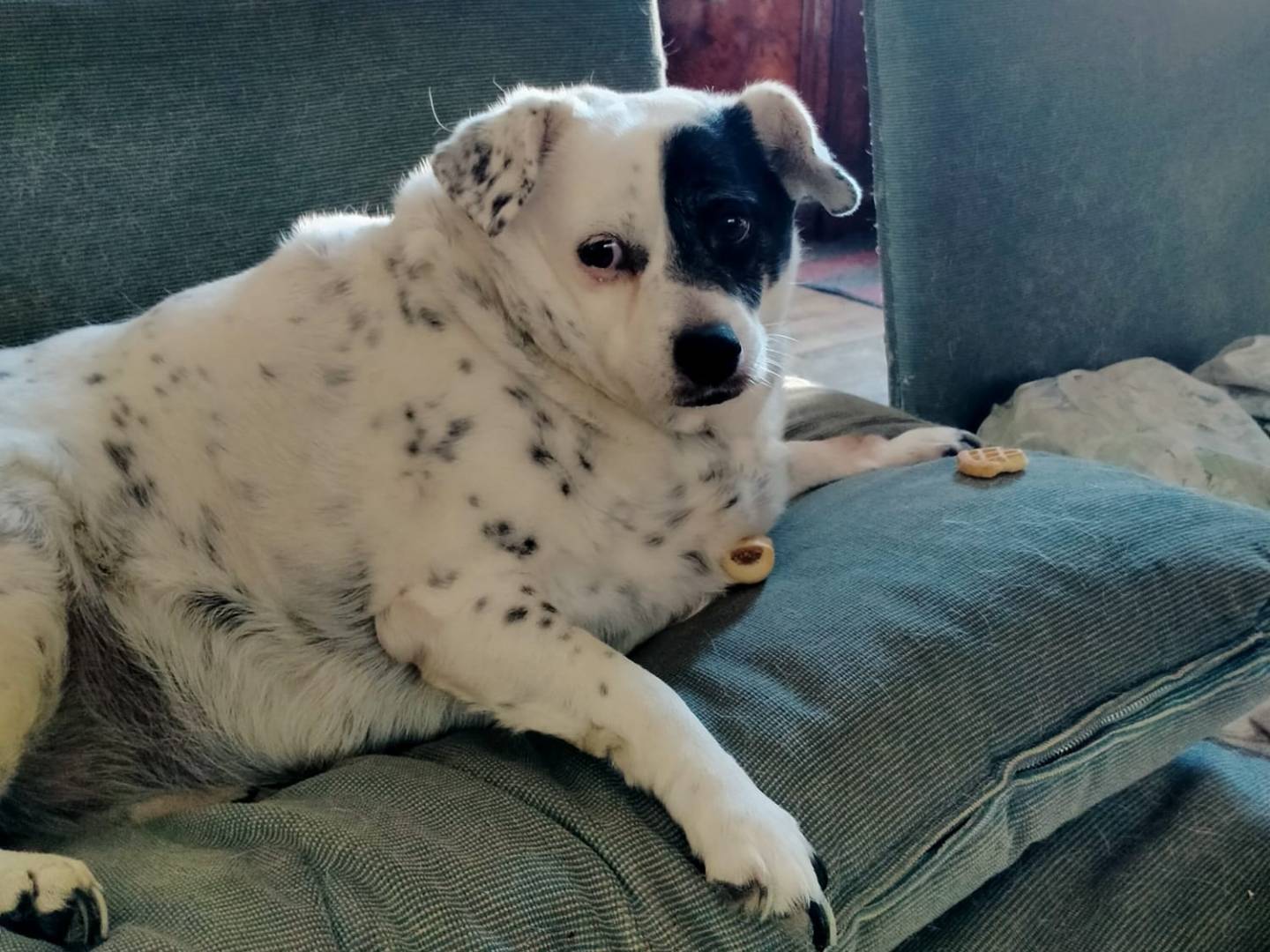 Adozione cane, femmina, Razza sconosciuta Razza sconosciuta, 6 anni e 3 mesi, taglia media, Ancona