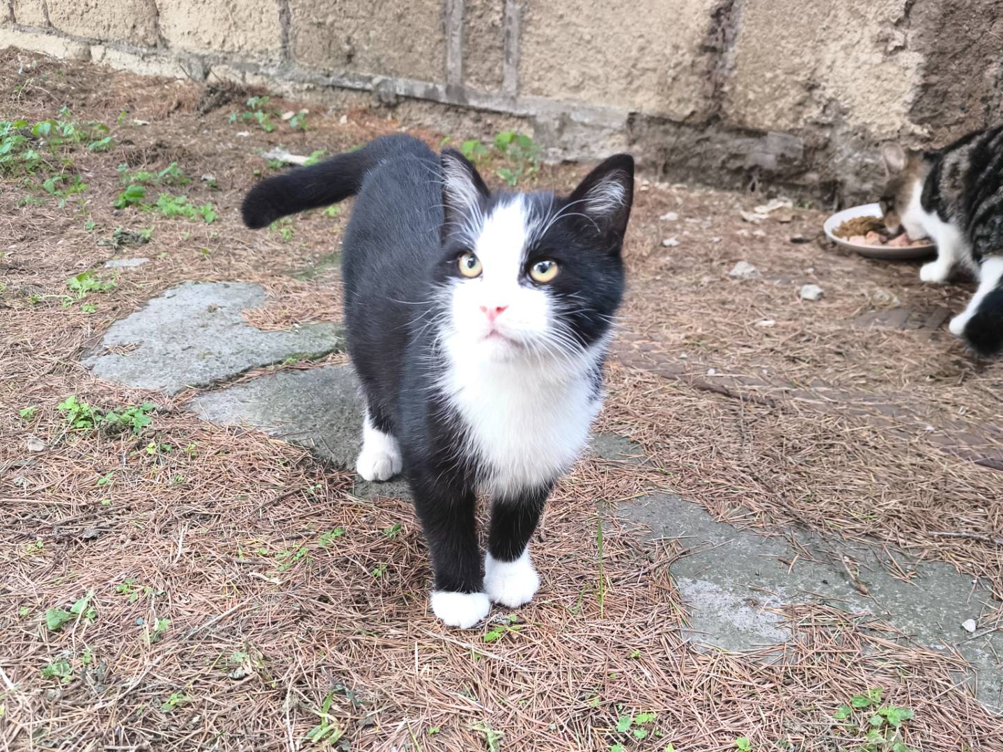 Vuoi adottare un gatto a Napoli?