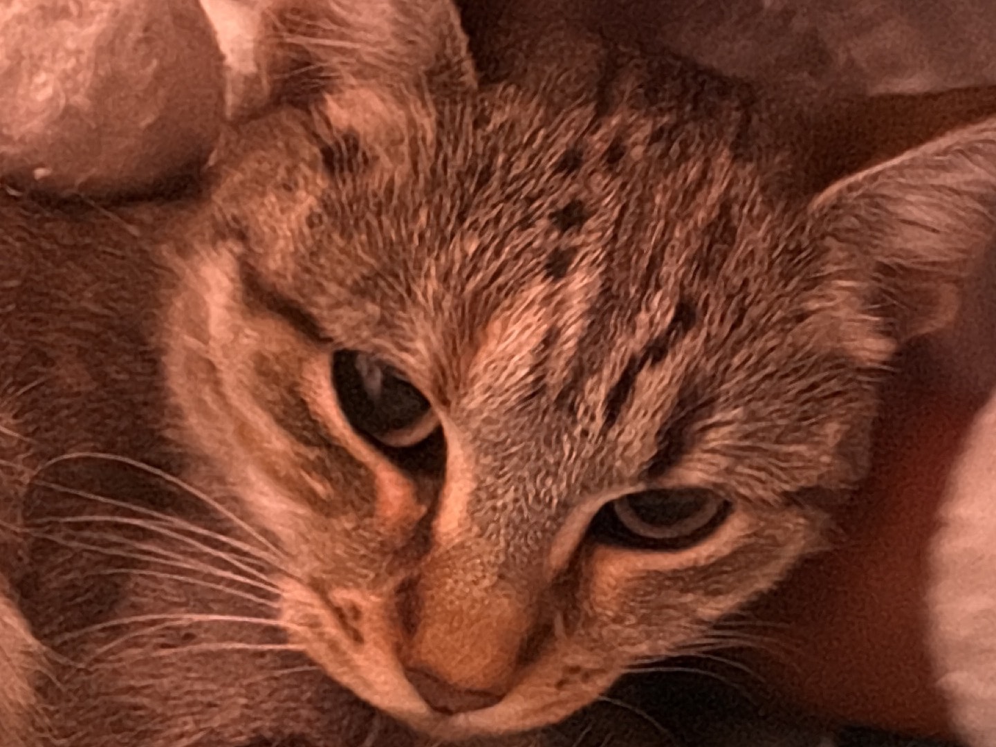 Adotta un gatto, femmina, 8 mesi, Napoli