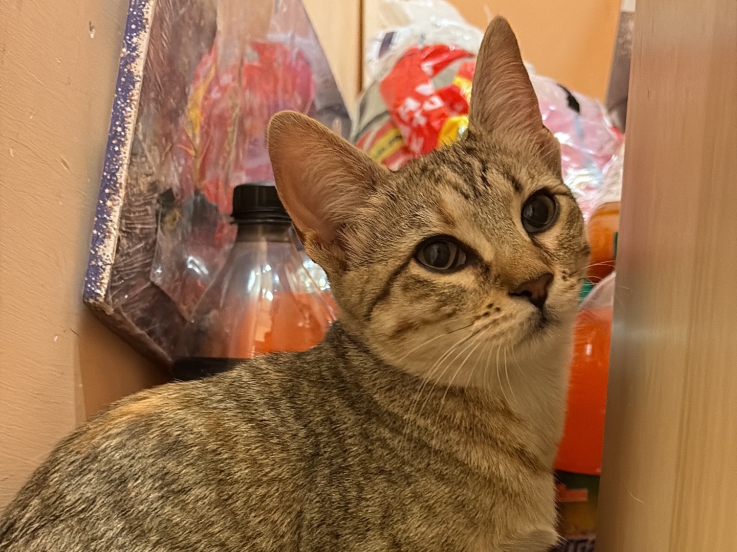 Adotta un gatto, taglia non valida, femmina, Napoli