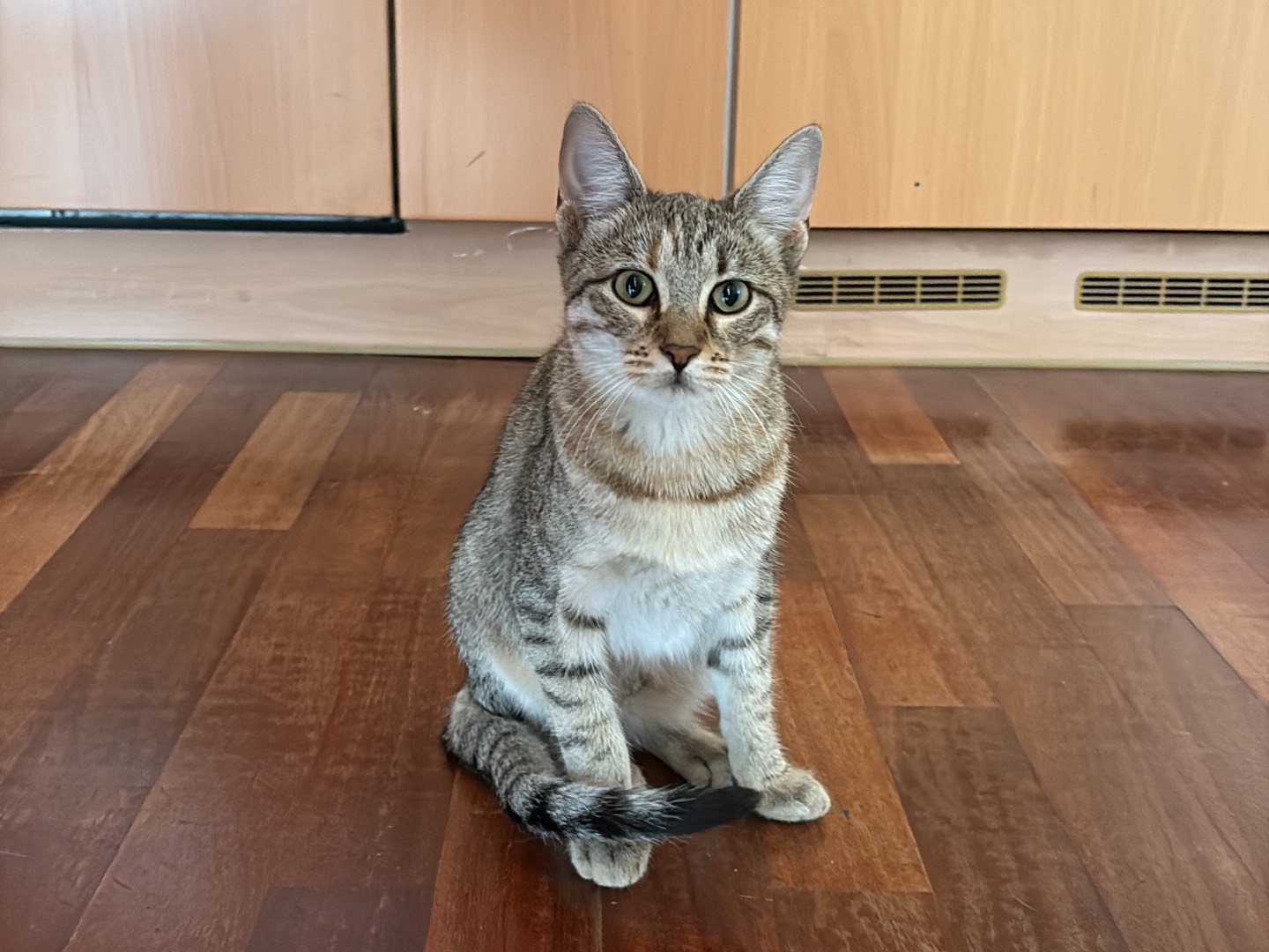 Vuoi adottare un gatto a Napoli?