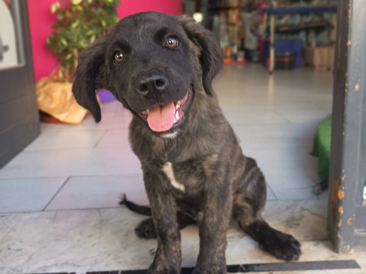 Adozione cane, maschio, Corso Razza sconosciuta, 5 mesi, taglia grande, Trapani