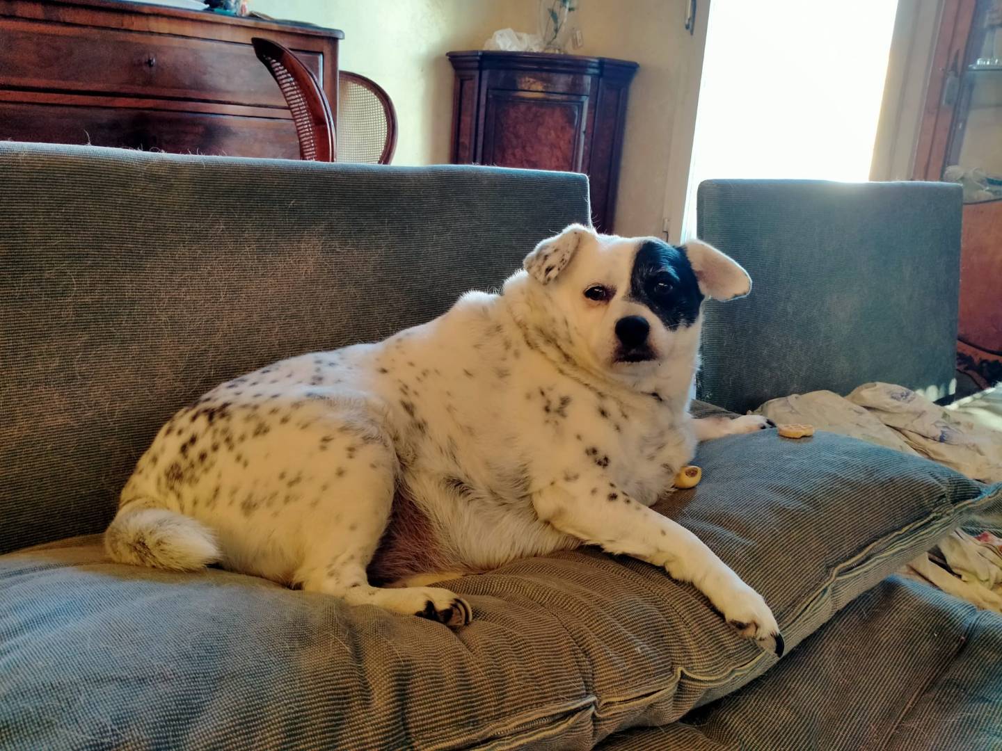 Adotta un cane, femmina, 6 anni e 3 mesi, Ancona