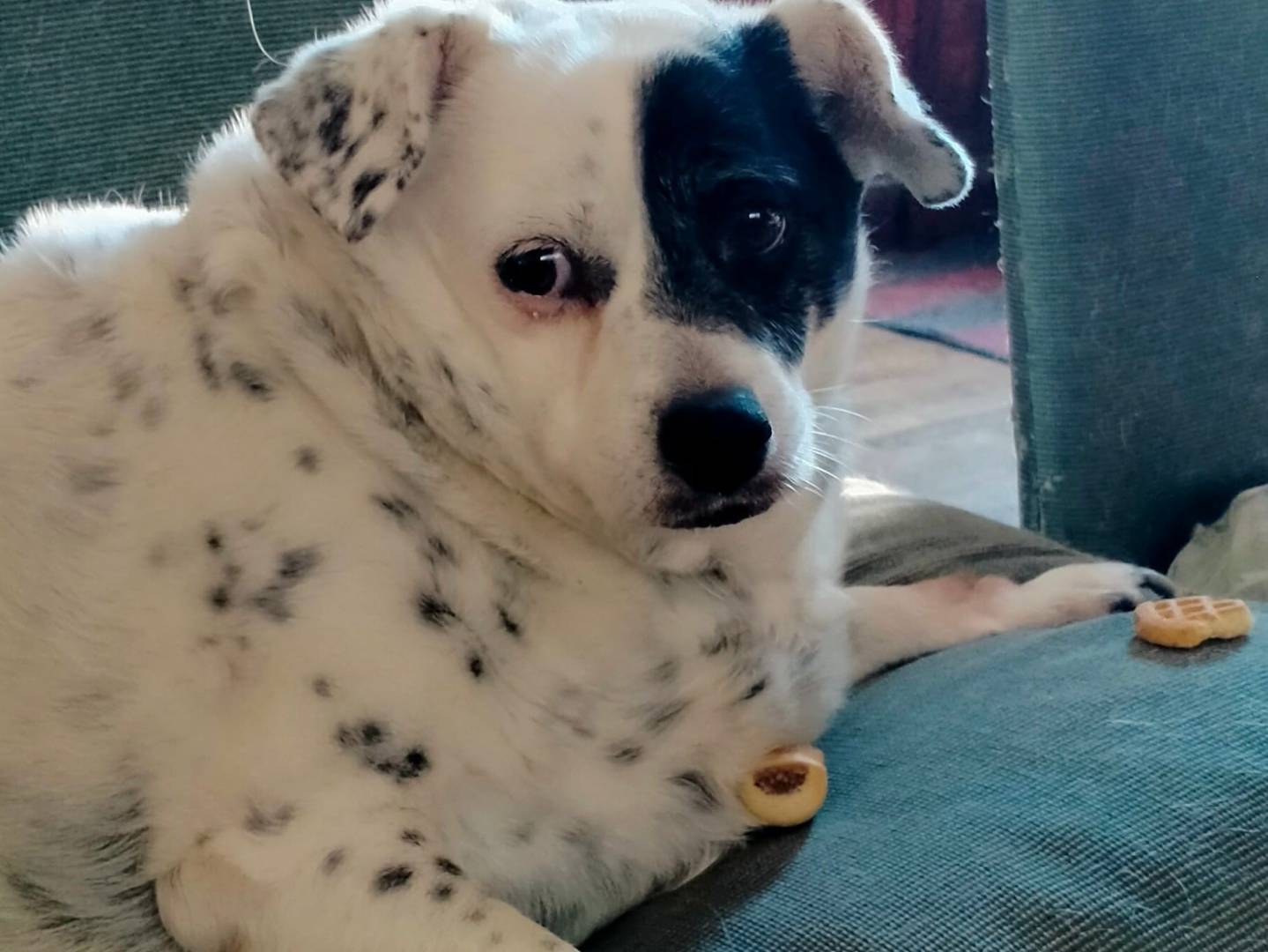 Adotta un cane, taglia media, femmina, Ancona