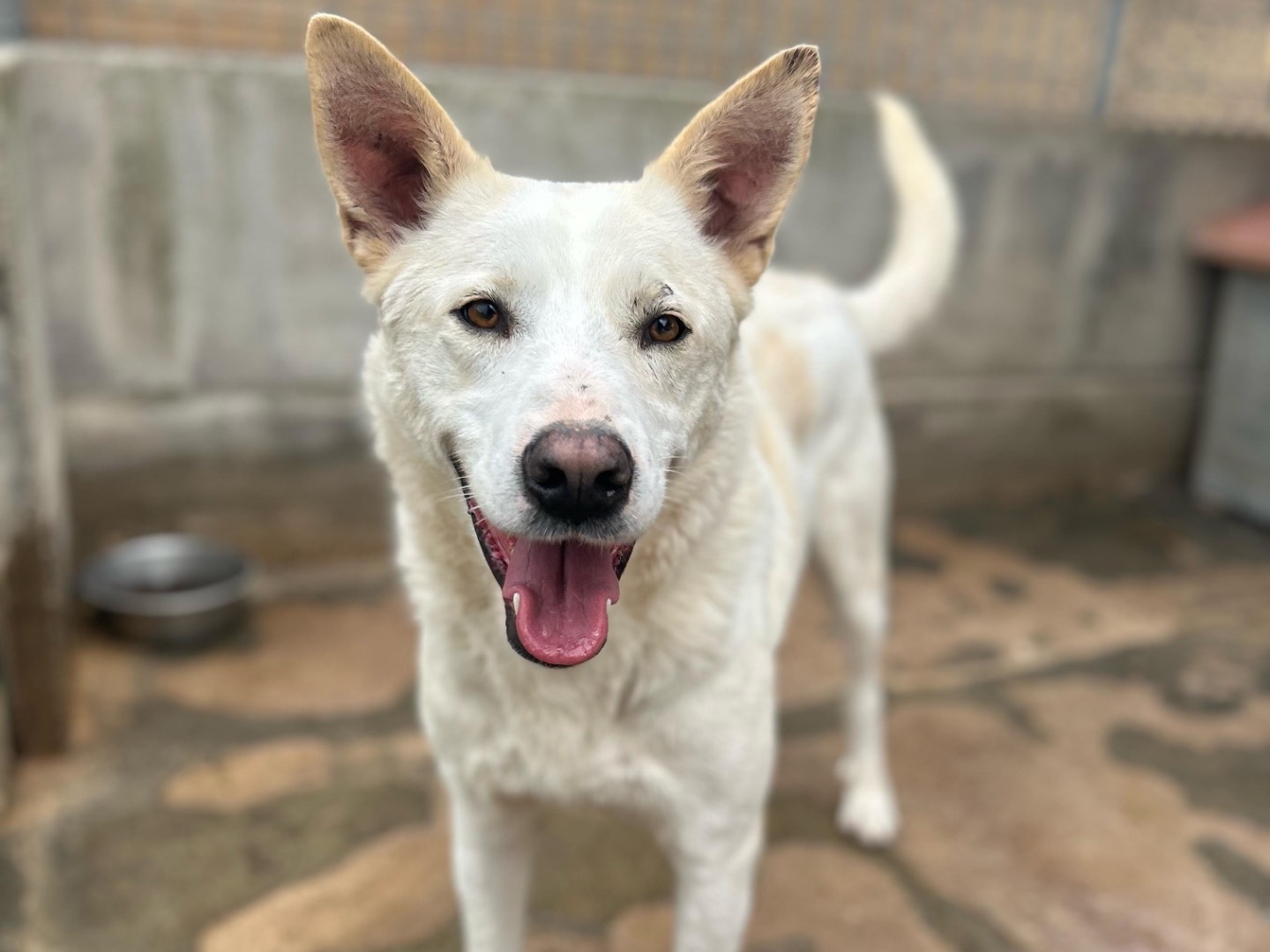 Adozione cane, maschio, Razza sconosciuta Razza sconosciuta, 3 anni e 7 mesi, taglia media, Foggia