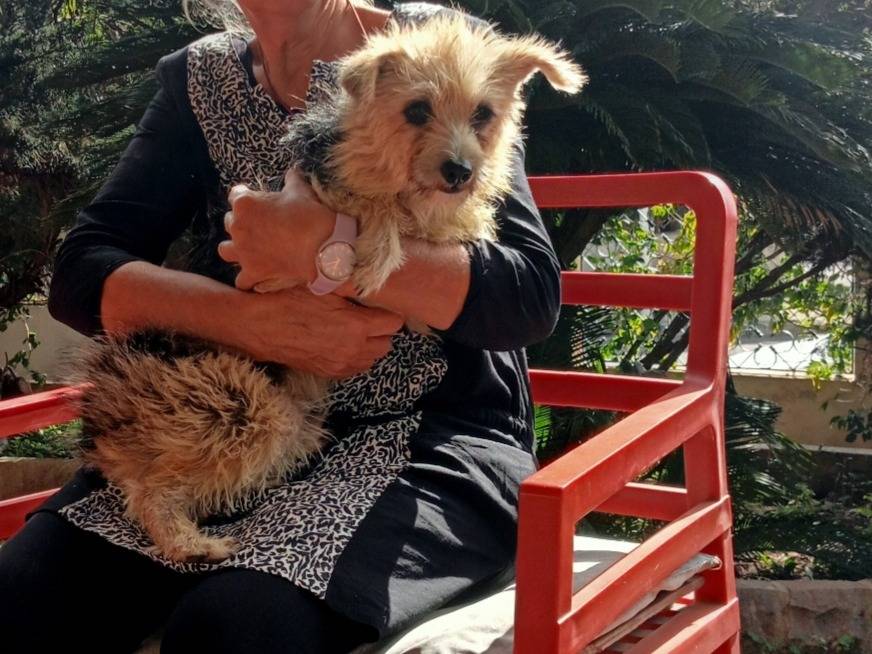 Vuoi adottare un cane a Cagliari?