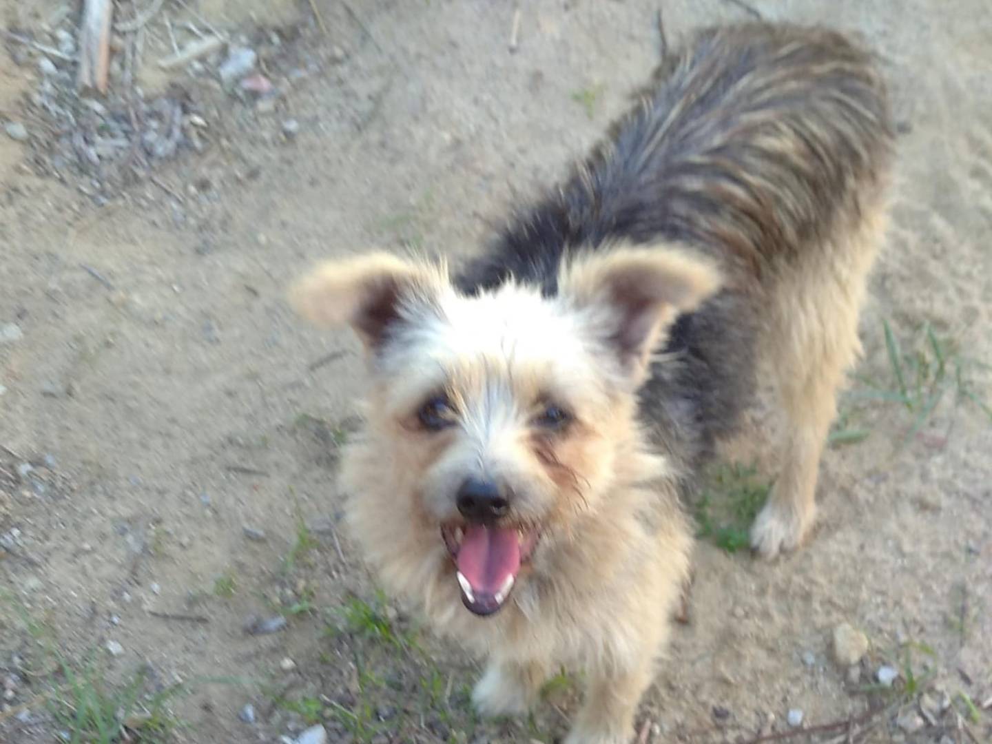 Adotta il cane Gaia a Cagliari