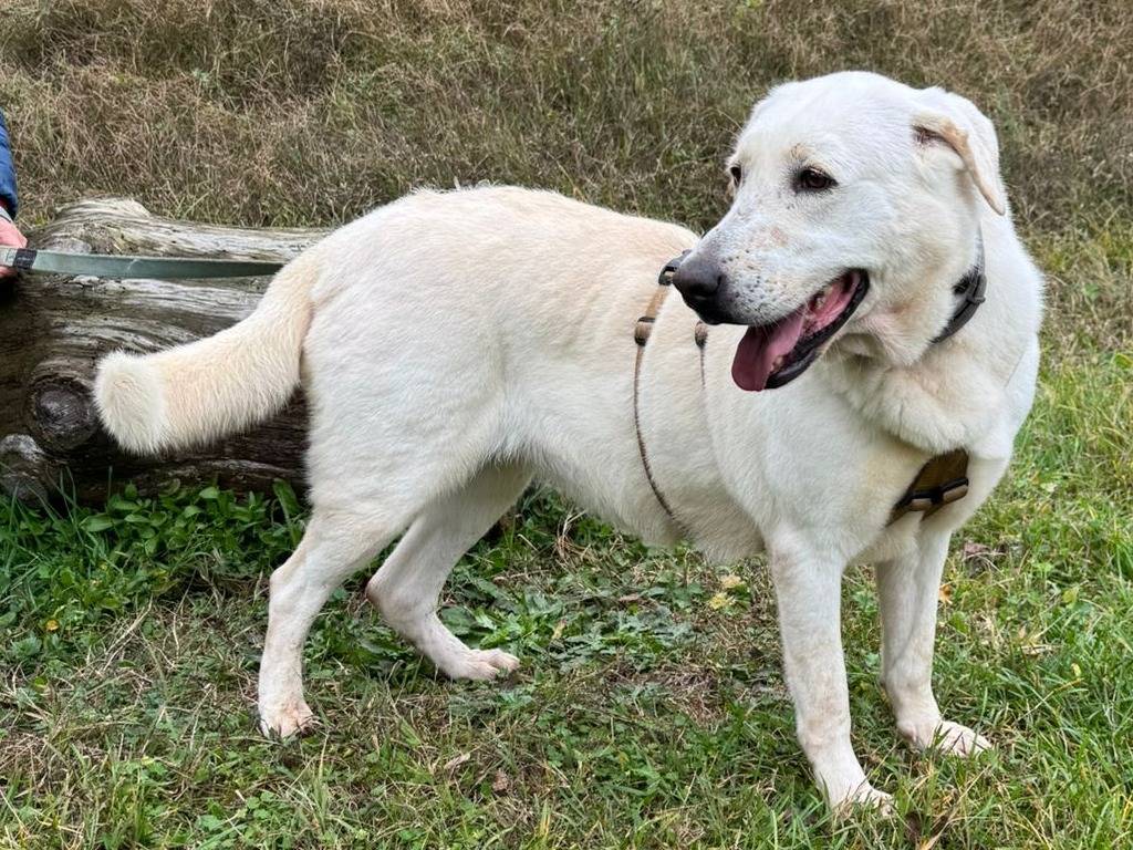 Adozione cane, femmina, Labrador Retriever Razza sconosciuta, 4 anni e 1 mese, taglia media, Milano