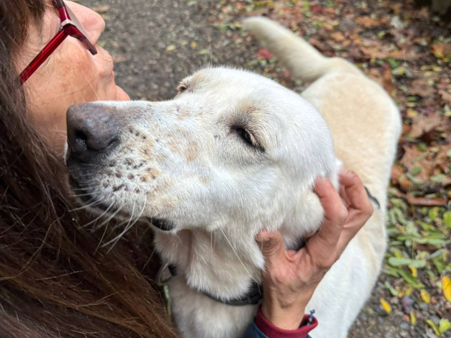 Adotta un cane, femmina, 4 anni e 1 mese, Milano