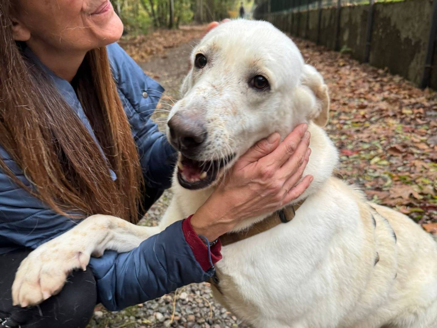 Adotta un cane, taglia media, femmina, Milano