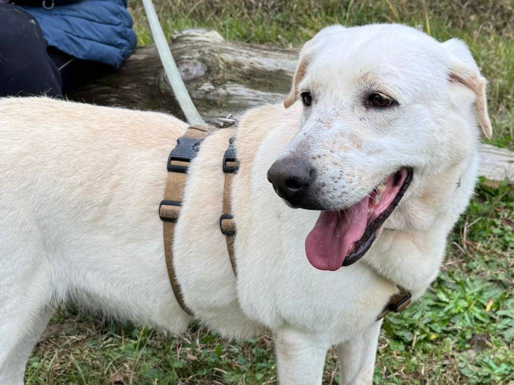 Vuoi adottare un cane a Milano?