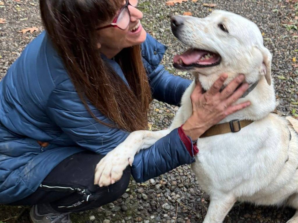 Adotta il cane EASY a Milano