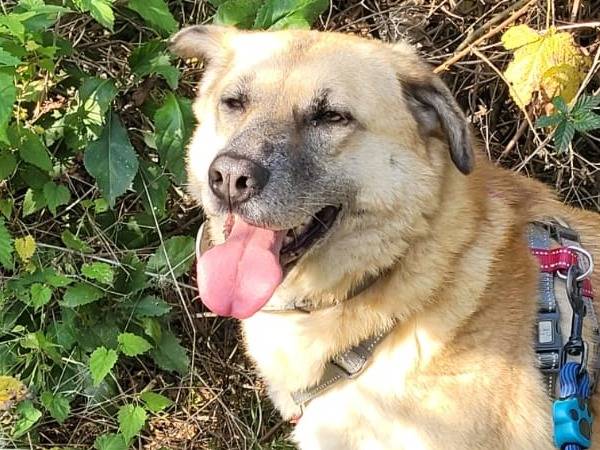 Adotta il cane RAJA a Milano