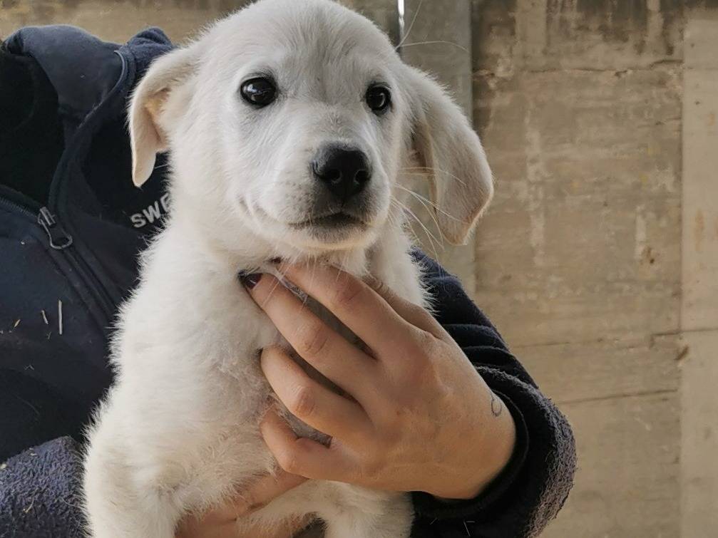 Adozione cane, maschio, Razza sconosciuta Razza sconosciuta, 3 mesi, taglia piccola, Bari
