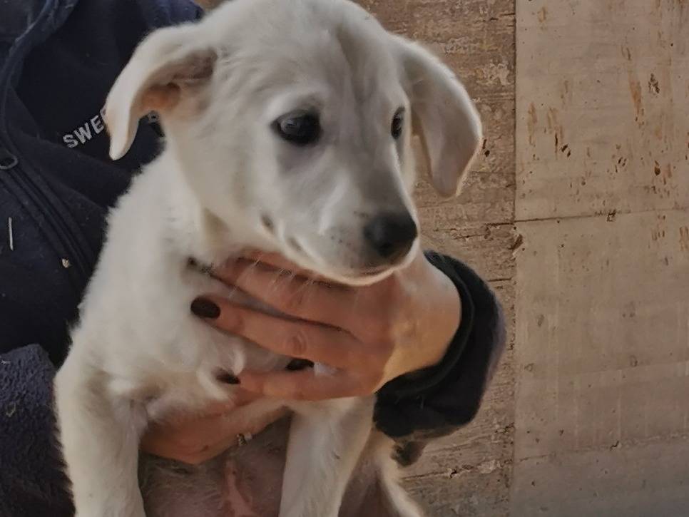 Adotta un cane, maschio, 3 mesi, Bari